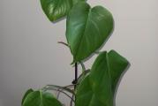 Monstera borsigiana je varijetet koji ima sitnije listove i brze raste, vise kao lozica. Lako se gaji i prikladnija je za manji prostor.

Kupujete biljku sa slika.
Visina biljke preko 50 cm iznad saksije, slika 2.